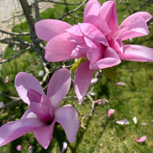 Meet your Posher, Kelly - Picture 2 of 2